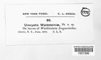 Urocystis waldsteiniae image